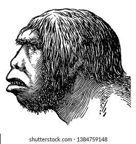The head of a Neanderthal man during the Early Paleolithic, vintage line drawing or engraving illustration.