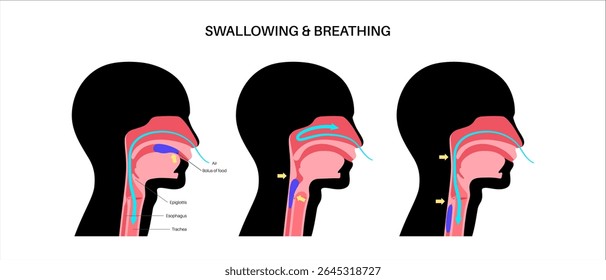 Head and neck anatomy during breathing and swallowing. Arrows illustrate airflow through the trachea and food passage through the esophagus. Epiglottis position changes medical flat vector diagram