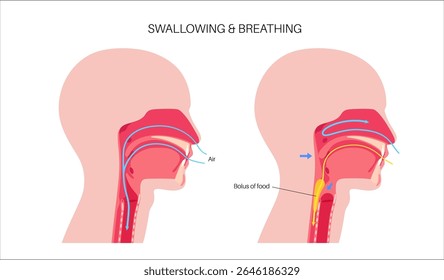 Head and neck anatomy during breathing and swallowing. Arrows illustrate airflow through the trachea and food passage through the esophagus. Epiglottis position changes medical flat vector diagram