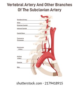 Head Neck Circulatory System Anatomical Diagram Stock Vector (Royalty ...