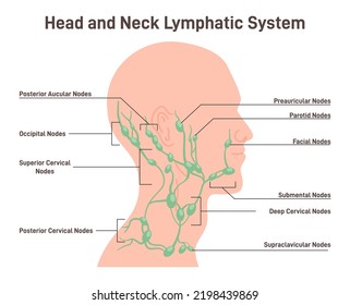 Head and neck lymph node. Fluid exchange, body defense from infection and disease. Anatomical banner of human lymphatic system with descriptions. Flat vector illustration