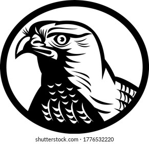 Head of a Northern Goshawk a Medium-Large Diurnal Raptor Oval Retro Woodcut Black and White