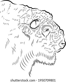   Head of old bison. Minimalistic style.