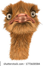 head of the ostrich is a funny bird vector illustration