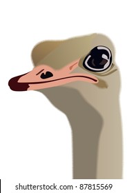 The head of an ostrich. The illustration on white background