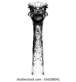 Head Ostrich On A Long Neck Vector Sketch