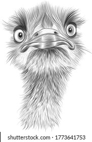 head of the ostrich sketch black and white is a funny bird vector illustration