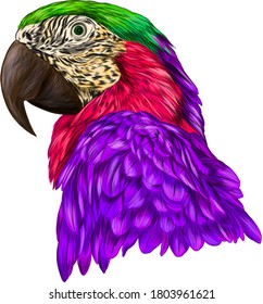 head parrot Macaw color purple, green, pink vector illustration