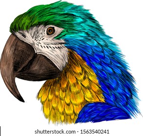 head parrot macaw yellow green blue