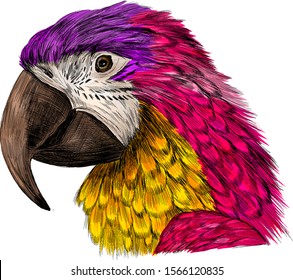 head parrot macaw yellow pink purple