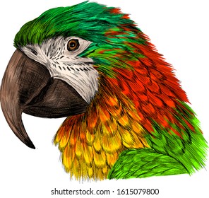 head parrot macaw yellow red green