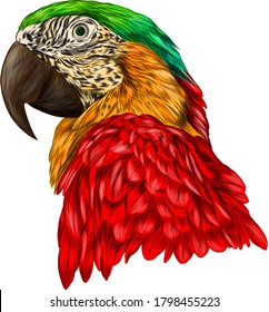 head parrot macaw yellow red green