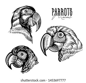 Head of parrot, vector drawings. Black and white portrait of parrots, engraving illustration. Good element for designs, logo, pet shops or zoo.