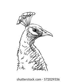 Head of peacock in profile, Vector sketch, Hand drawn illustration isolated on white