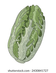 A head of Peking cabbage. Green leafy vegetable. Vector illustration of the recipe. Lettuce leaves. An ingredient for cooking dishes. Vegetarian food. Chinese cabbage salad. A dietary product.