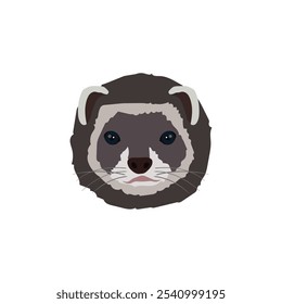 The Head Of A Pet Ferret vector on white background.