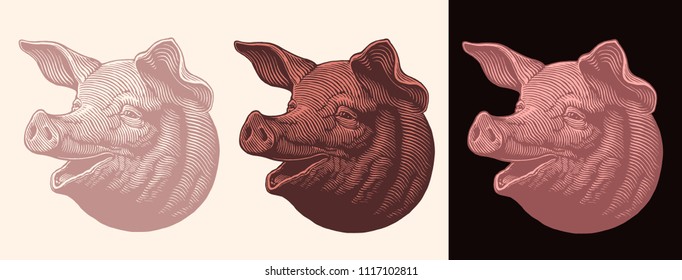 The head of a pig. Design set. Hand drawn engraving. Editable vector vintage illustration. Isolated on white and dark background. 8 EPS