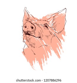 The head of a pig is drawn by hand in ink. Isolated black silhouette pig, painted pink grunge on white background. Vector illustration