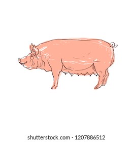 The head of a pig is drawn by hand in ink. Isolated black silhouette pig, painted pink grunge on white background. Vector illustration