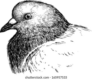 head of pigeon