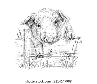 head piglet hand drawing sketch engraving illustration style