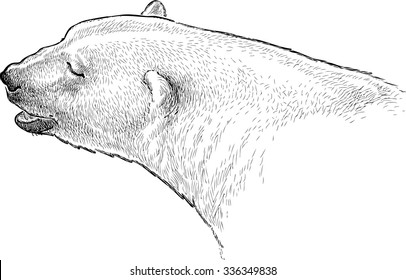 head of a polar bear