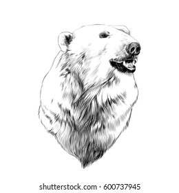 the head of the polar bear, profile, looking to the side, sketch graphics vector black and white drawing