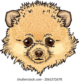 Head of pomeranian spitz. Little dog. Vector illustration