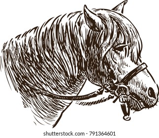 Head of a pony in a bridle