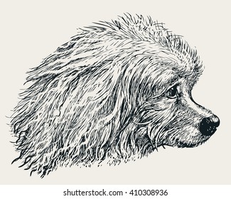 head of the poodle