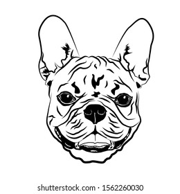4,059 Bulldog line drawing Images, Stock Photos & Vectors | Shutterstock