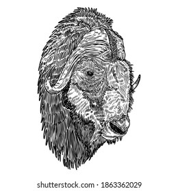 Head portrait of Native American bison. Buffalo hand drawing. Bull face, spiritual symbol and tribal animal. Symbol of power and strength. Travel and adventure vector. 
