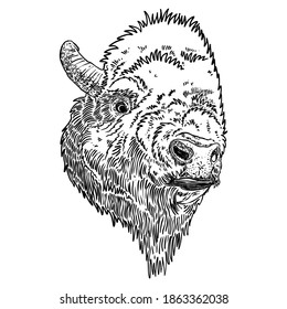 Head portrait of Native American bison. Buffalo hand drawing. Bull face, spiritual symbol and tribal animal. Symbol of power and strength. Travel and adventure vector. 