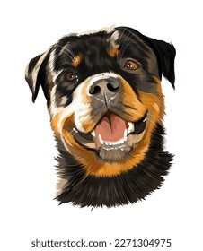 Head portrait of Rottweiler, German dog breed from multicolored paints. Colored drawing. Vector illustration of paints
