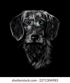 Head portrait of wire haired dachshund on black background. Vector illustration of paints