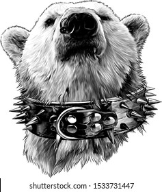 the head of a proud bear looking confidently forward in a leather collar with metal spikes and an earring in the nose, sketch vector graphics monochrome illustration on a white background