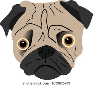 Head of the pug with sad face.