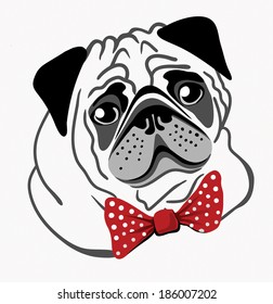 head of a pug,  vector