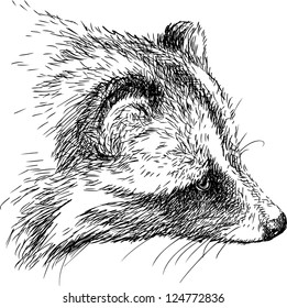 head of a raccoon