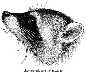 head of a raccoon