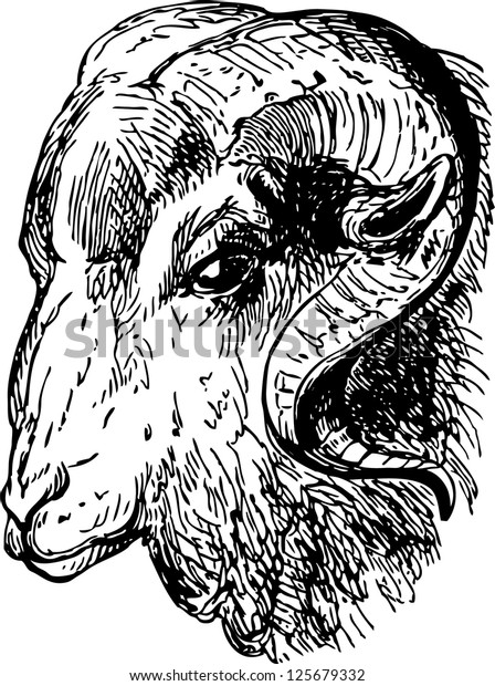 Head Ram Stock Vector (royalty Free) 125679332 