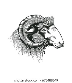 Head of ram hand drawn in antique etching style. Livestock animal isolated on white background. Vector illustration in monochrome colors for butchery logotype, farm products advertisement, banner.