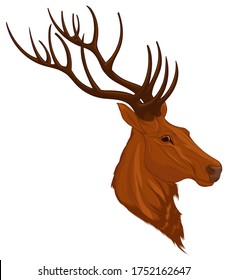 Head of a red deer with long antlers. Colored vector illustration for safari, wildlife tourism and element for new year’s design.