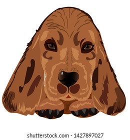 Head of the red dog breed Spaniel with paws