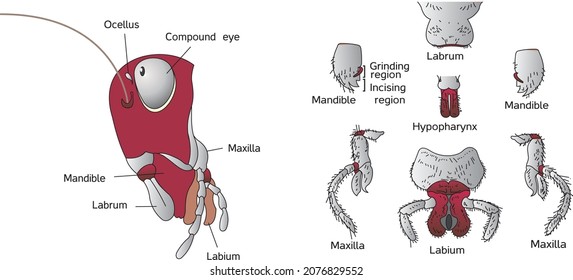 Head region of cockroach parts of head region mouth parts