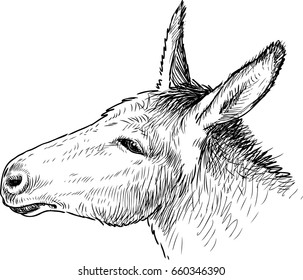 the head of a sad donkey