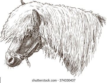 head of the sad pony