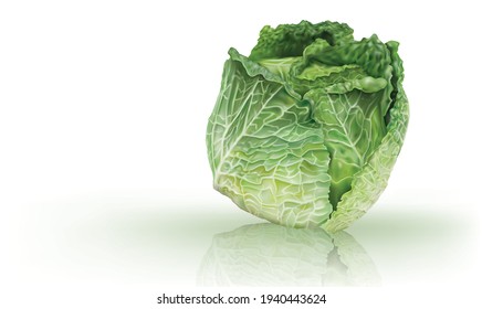 Head of savoy cabbage on a white background. Mesh vector illustration