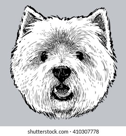 head of the Scottish terrier