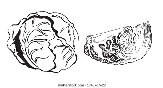 head and a section of cabbageset of vector sketches. Hand drawn illustration isolated